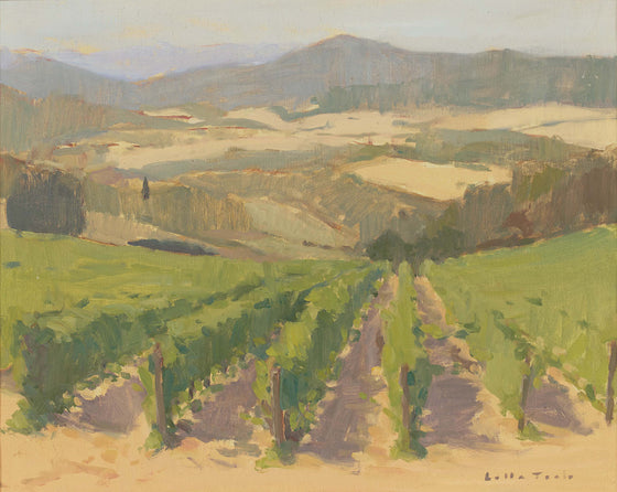 Late afternoon light on the Vineyard, Mensano, Tuscany