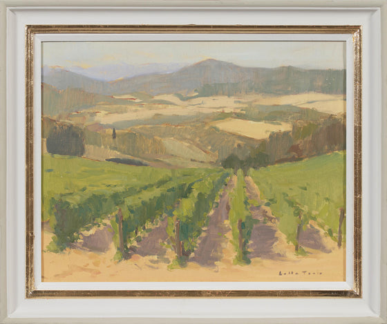 Late afternoon light on the Vineyard, Mensano, Tuscany