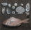 Beach Finds and Couch's Sea Bream