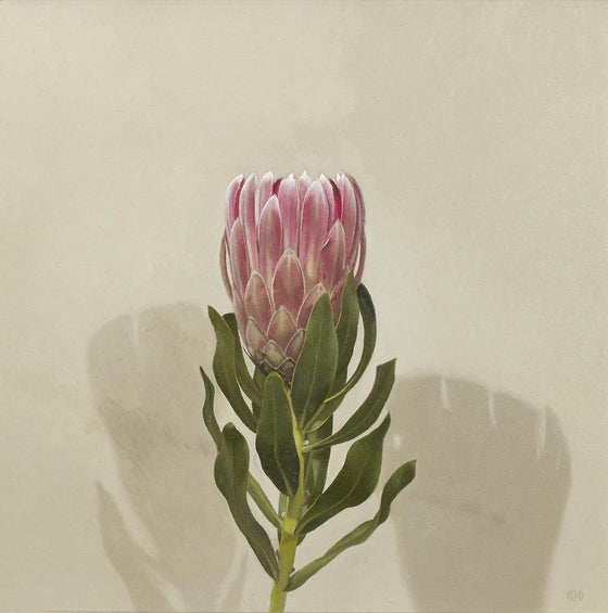 Queen Protea