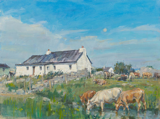 Donald's Cows, Coll
